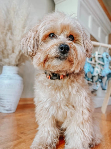 faire-sassy Woof Paw of the Tiger Dog Collar S by Sassy Woof